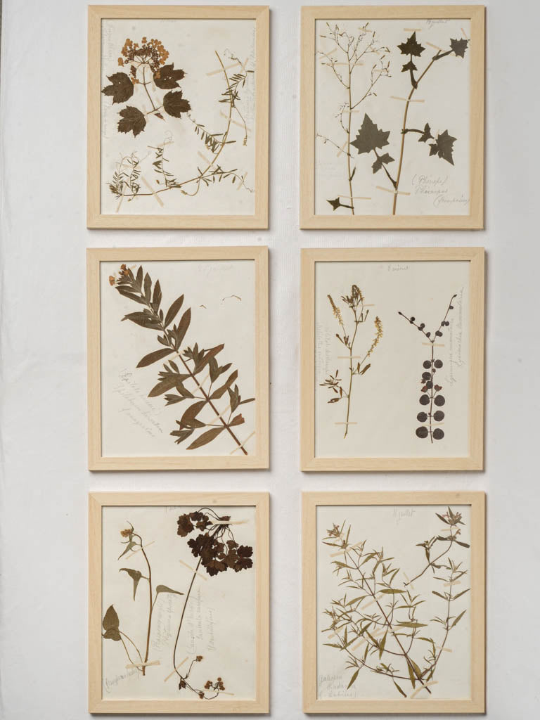 Vintage botanical herbarium collection