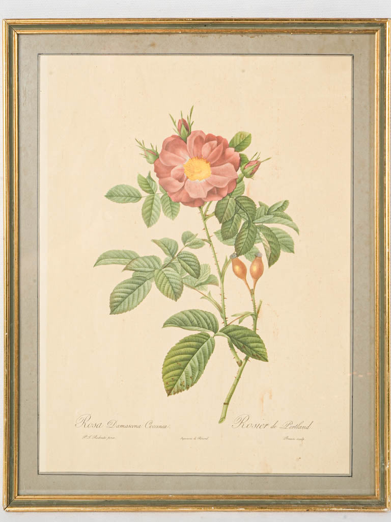 Vintage elegant print engraving